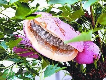八月瓜適合哪里種植？八月瓜的種植技術(shù)
