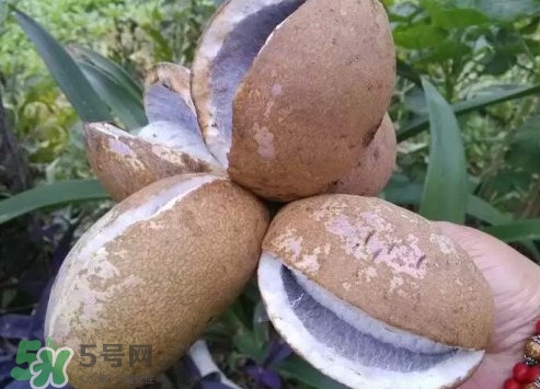 八月瓜什么時(shí)候成熟？八月瓜什么時(shí)候種植