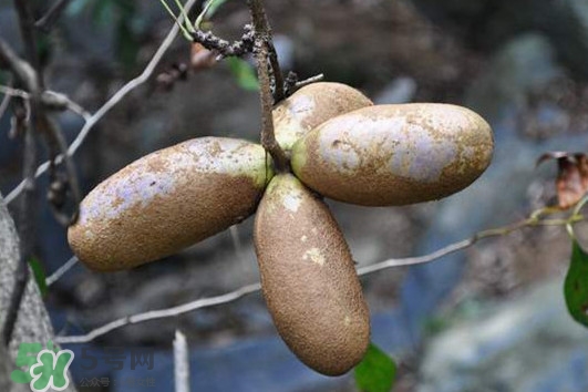 預(yù)知子怎么吃？預(yù)知子作用和功效是什么