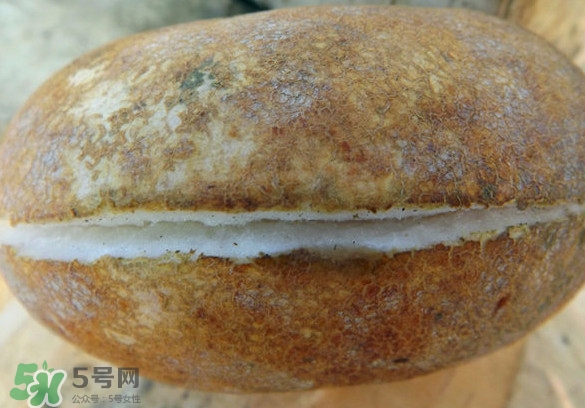 預(yù)知子果為什么種的人少？預(yù)知子和八月扎有區(qū)別嗎