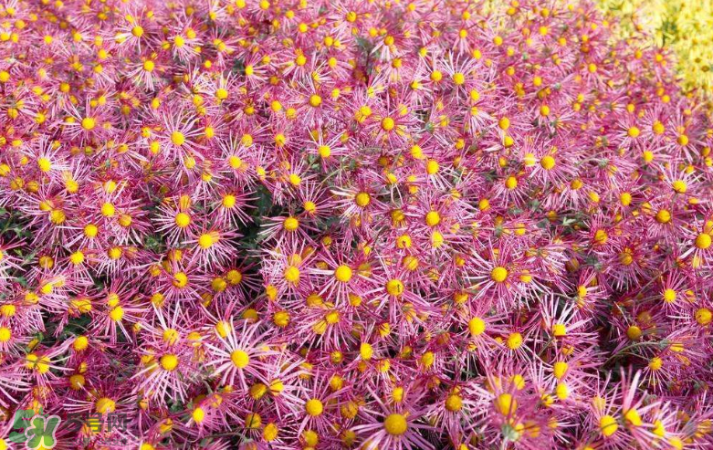 秋天開花嗎？秋天的花有哪些？
