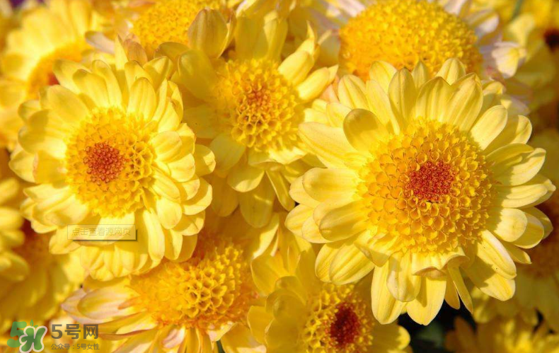 秋天開花嗎？秋天的花有哪些？