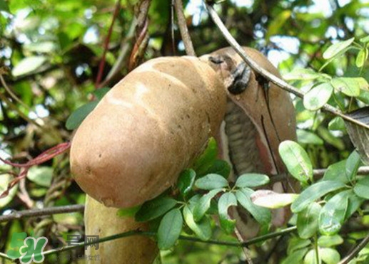 八月瓜適合哪里種植？八月瓜的種植技術(shù)