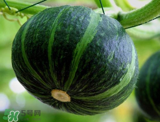 貝貝南瓜什么時(shí)候種植？貝貝南瓜什么時(shí)候上市