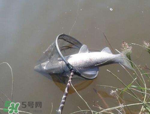 青魚(yú)怎么釣？釣青魚(yú)用什么餌料最好？