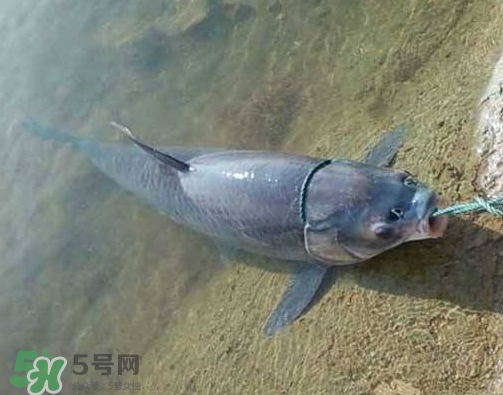 青魚(yú)怎么釣？釣青魚(yú)用什么餌料最好？
