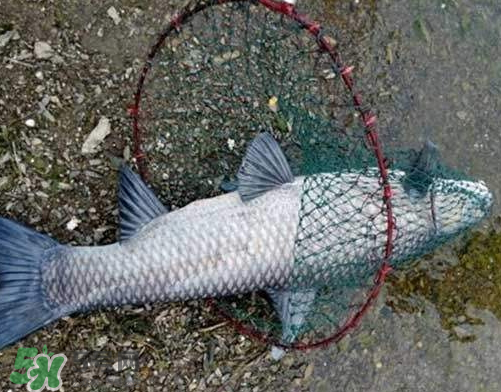 青魚(yú)怎么釣？釣青魚(yú)用什么餌料最好？
