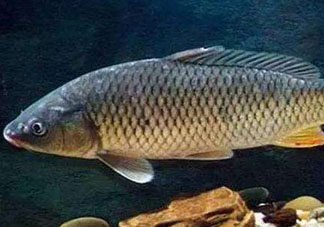 青魚怎么釣？釣青魚用什么餌料最好？