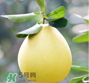 紅心蜜柚是不是轉基因？蜜柚是哪個地方的特產