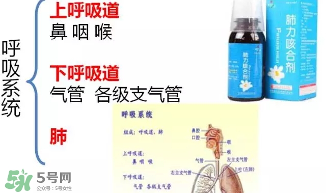 肺力咳合劑多少錢一瓶？