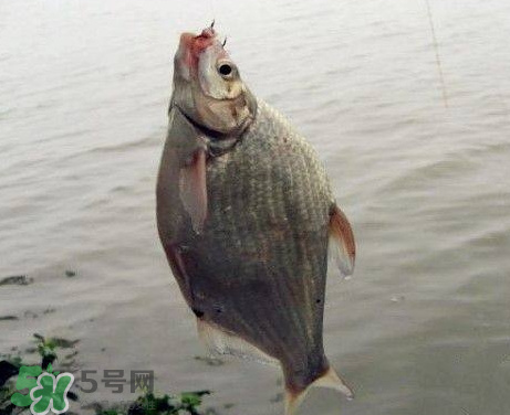 武昌魚(yú)怎么釣？釣武昌魚(yú)用什么餌料？