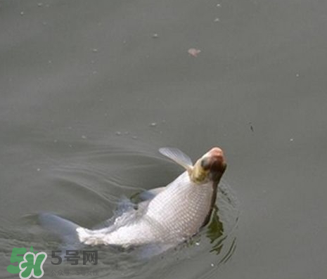 武昌魚(yú)怎么釣？釣武昌魚(yú)用什么餌料？