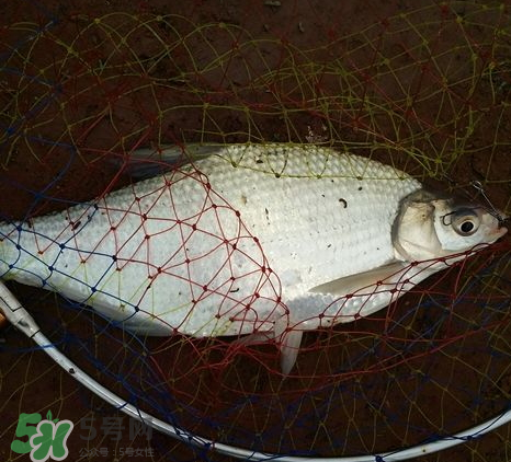 武昌魚(yú)怎么釣？釣武昌魚(yú)用什么餌料？