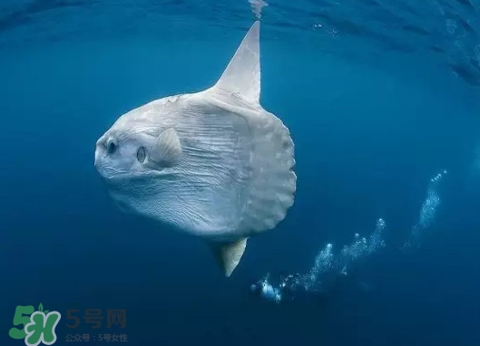 翻車魚能吃嗎？翻車魚有毒嗎