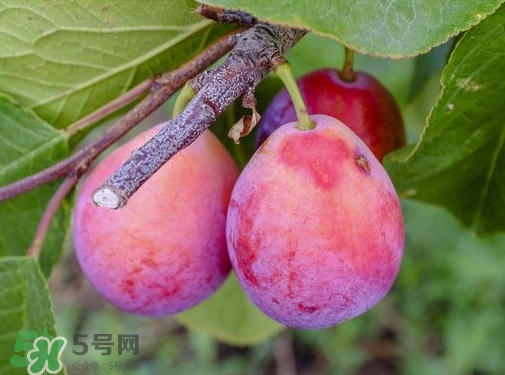 西梅熱量高嗎？西梅可以減肥嗎？