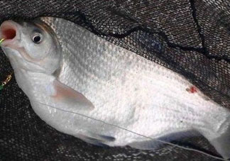 武昌魚怎么釣？釣武昌魚用什么餌料？