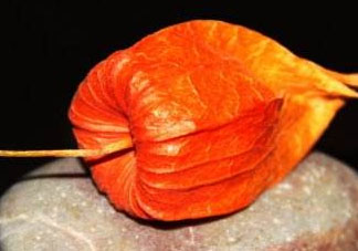 紅姑娘皮泡水治咽炎嗎？紅姑娘皮泡水的副作用