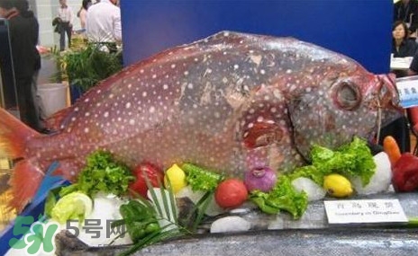 月亮魚是什么魚？月亮魚能吃嗎