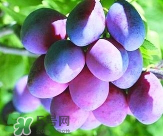 西梅軟的好吃還是硬的好吃？西梅軟的是壞了嗎？