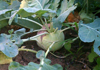 苤藍什么季節(jié)種植？苤藍什么時候采收