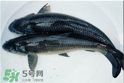 鯇魚和草魚哪個好吃？鯇魚和草魚的區(qū)別