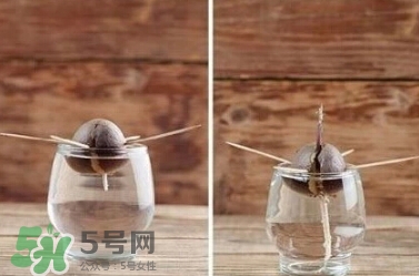 牛油果核能吃嗎？牛油果核怎么種盆栽？