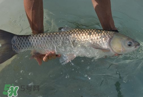脆肉鯇是草魚嗎？脆肉鯇和草魚有什么區(qū)別