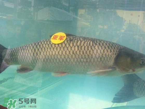 脆肉鯇是什么魚？脆肉鯇口感為什么是脆的