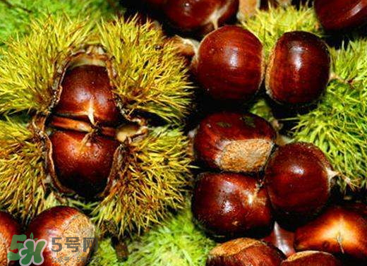 板栗泡酒要去皮嗎？板栗泡酒不去皮可以嗎？