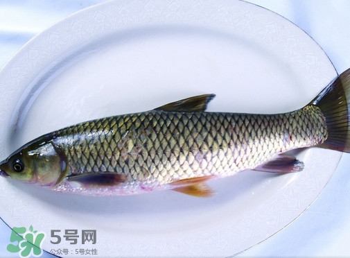 鯇魚是什么魚？鯇魚是怎樣來的