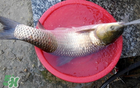 釣鯇魚用什么魚餌？鯇魚怎么做好吃