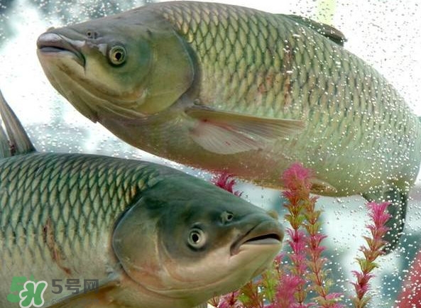 脆肉鯇吃什么的？脆肉鯇和皖魚(yú)有什么區(qū)別