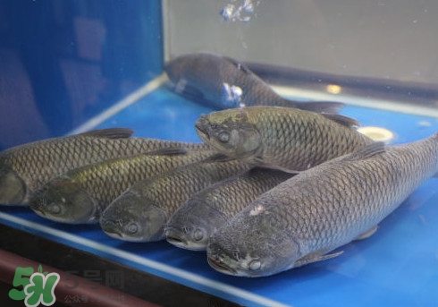 釣鯇魚用什么魚餌？鯇魚怎么做好吃