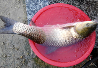 釣鯇魚(yú)用什么魚(yú)餌？鯇魚(yú)怎么做好吃