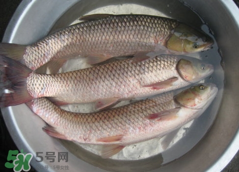 鯇魚是什么魚？鯇魚是怎樣來的