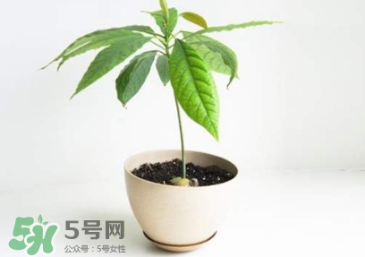 牛油果核能吃嗎？牛油果核怎么種盆栽？