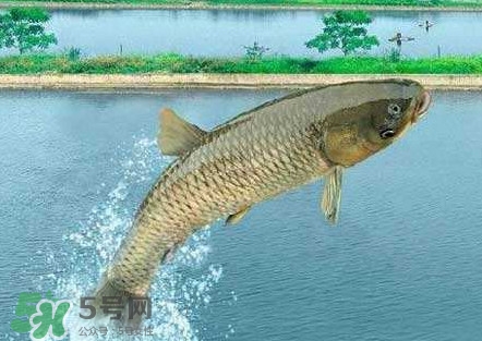 脆肉鯇是什么魚？脆肉鯇口感為什么是脆的