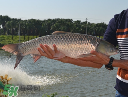 脆肉鯇可以做酸菜魚嗎？脆肉鯇什么季節(jié)有