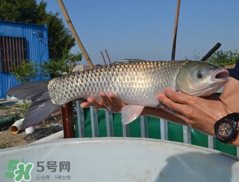 脆肉鯇是什么魚？脆肉鯇口感為什么是脆的