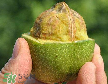 青皮核桃可以冷凍嗎？青皮核桃可以冷藏嗎？