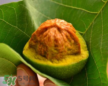 青皮核桃可以冷凍嗎？青皮核桃可以冷藏嗎？