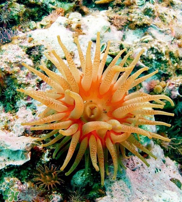 海葵能吃嗎？海葵怎么吃？