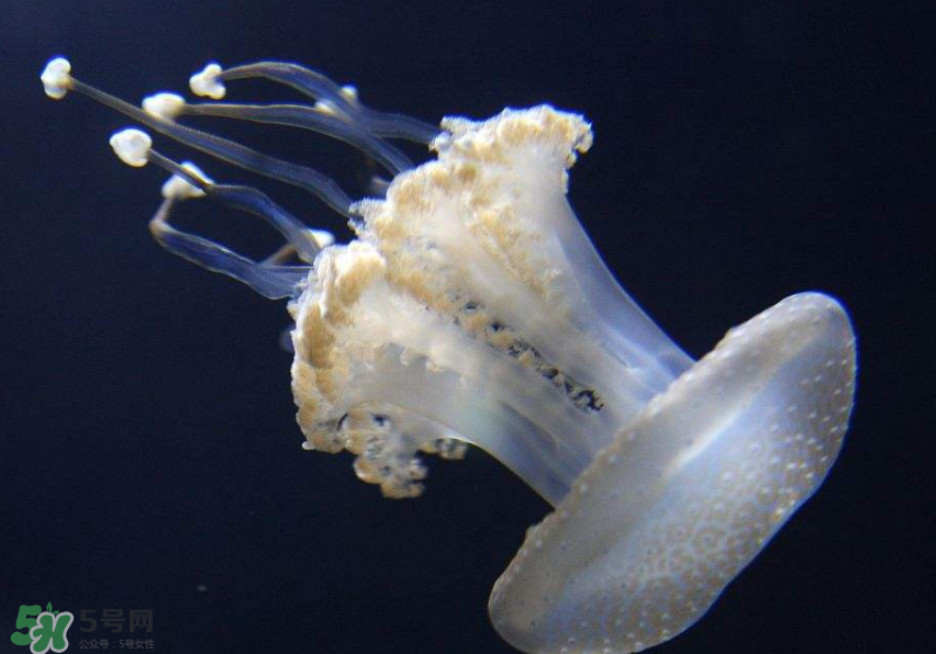 海蜇是生吃嗎？海蜇怎么吃？