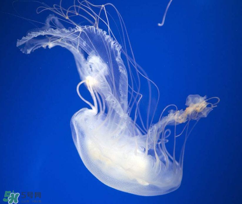 海蜇是生吃嗎？海蜇怎么吃？
