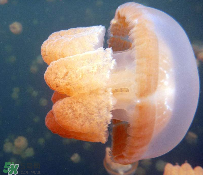 海蜇是生吃嗎？海蜇怎么吃？