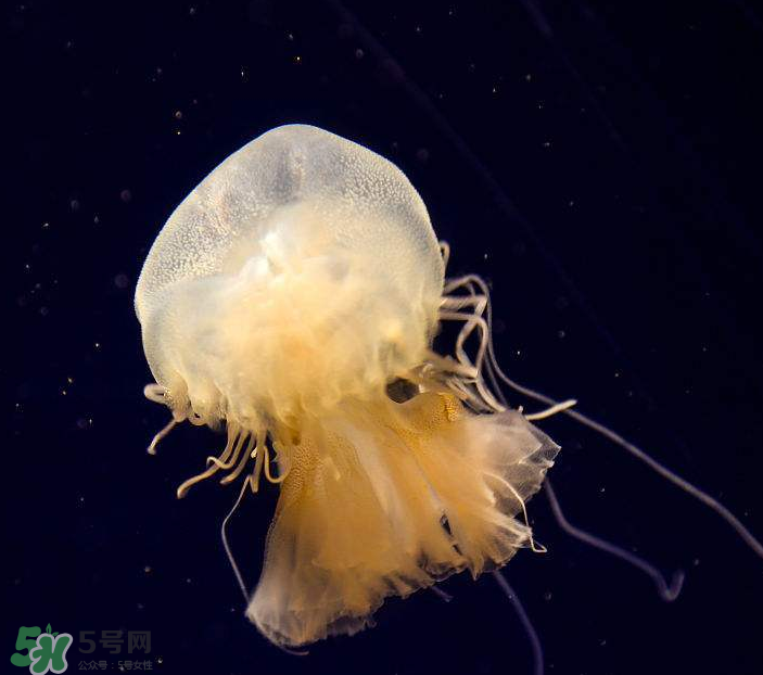 海蜇是生吃嗎？海蜇怎么吃？