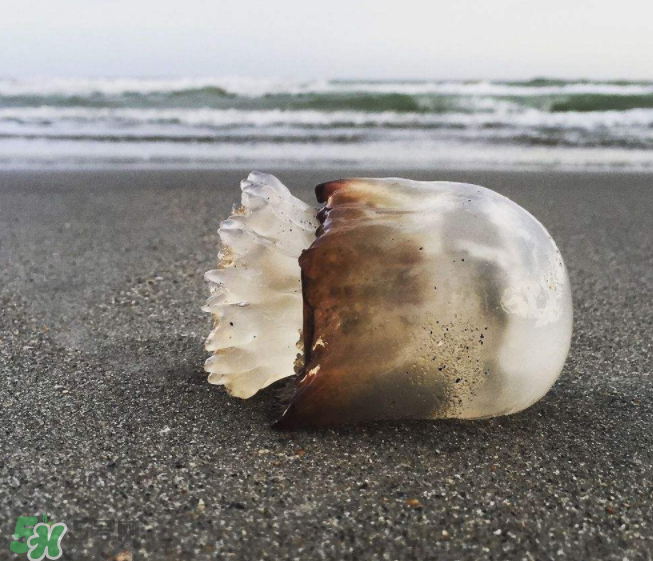 海蜇不泡能吃嗎？海蜇可以直接吃嗎？