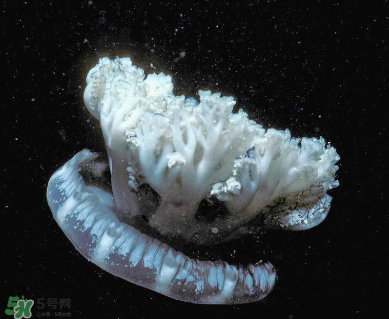 海蜇不泡能吃嗎？海蜇可以直接吃嗎？
