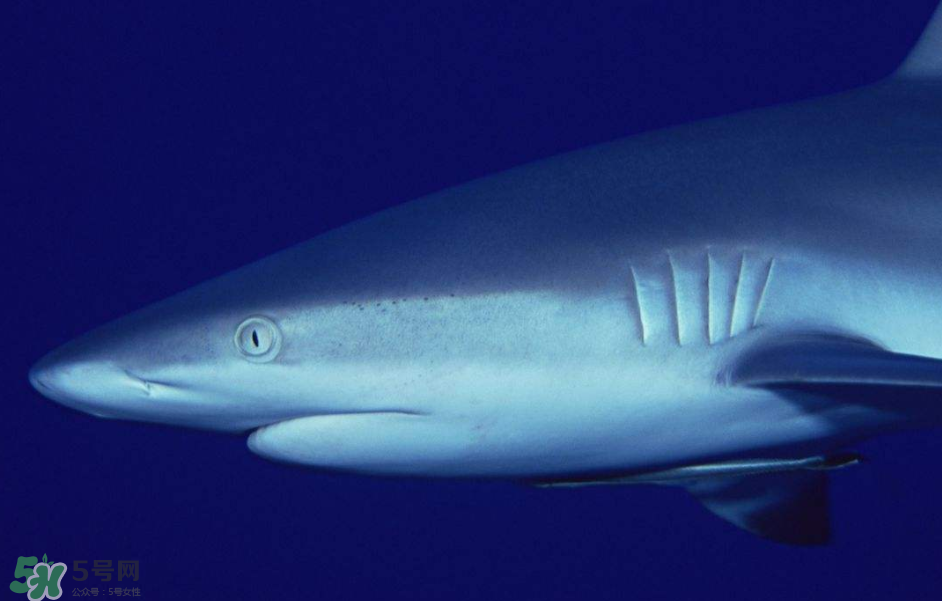 鯊魚(yú)被割魚(yú)翅會(huì)死嗎？鯊魚(yú)沒(méi)有魚(yú)翅還能活嗎？