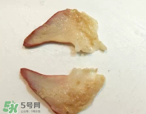 北極貝多少錢(qián)一斤？北極貝長(zhǎng)什么樣子